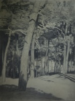 Юг Франции. Сосны